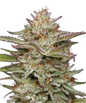 Banana OG Auto fem (Humboldt Seed Company), США