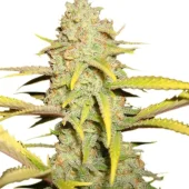 Auto OG Kush genetics fem (IZI/LimEd)