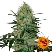 Tangerine Dream Auto fem (Barney's Farm), Нидерланды