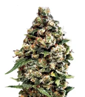 Jack Herer fem (GHS), Страна Нидерланды