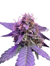 Auto Caramel Cream genetics fem (IZI)