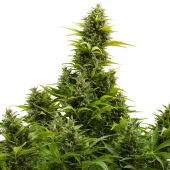 Medikit Auto fem (Buddha Seeds), Испания